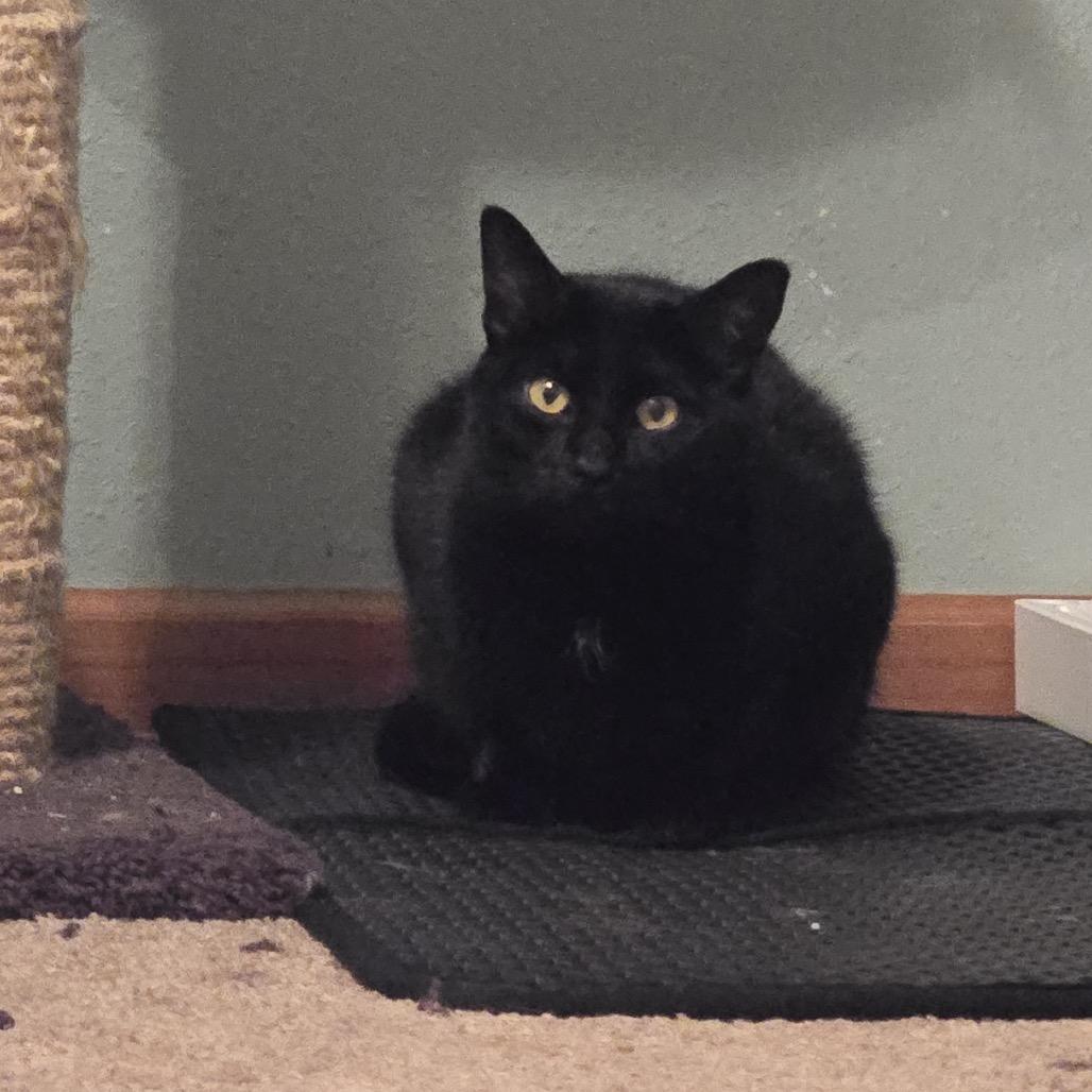Enlarge Devyn, a Adoptable Domestic Short Hair in Buffalo, MN image 4/4