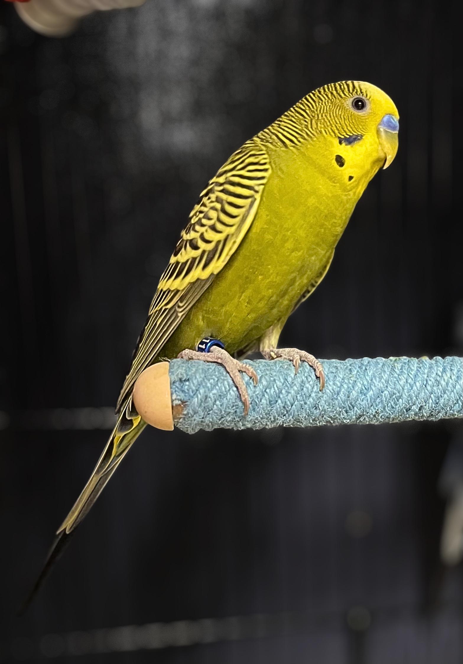 Twinkie, adopted, Young Male Parakeet (Other).