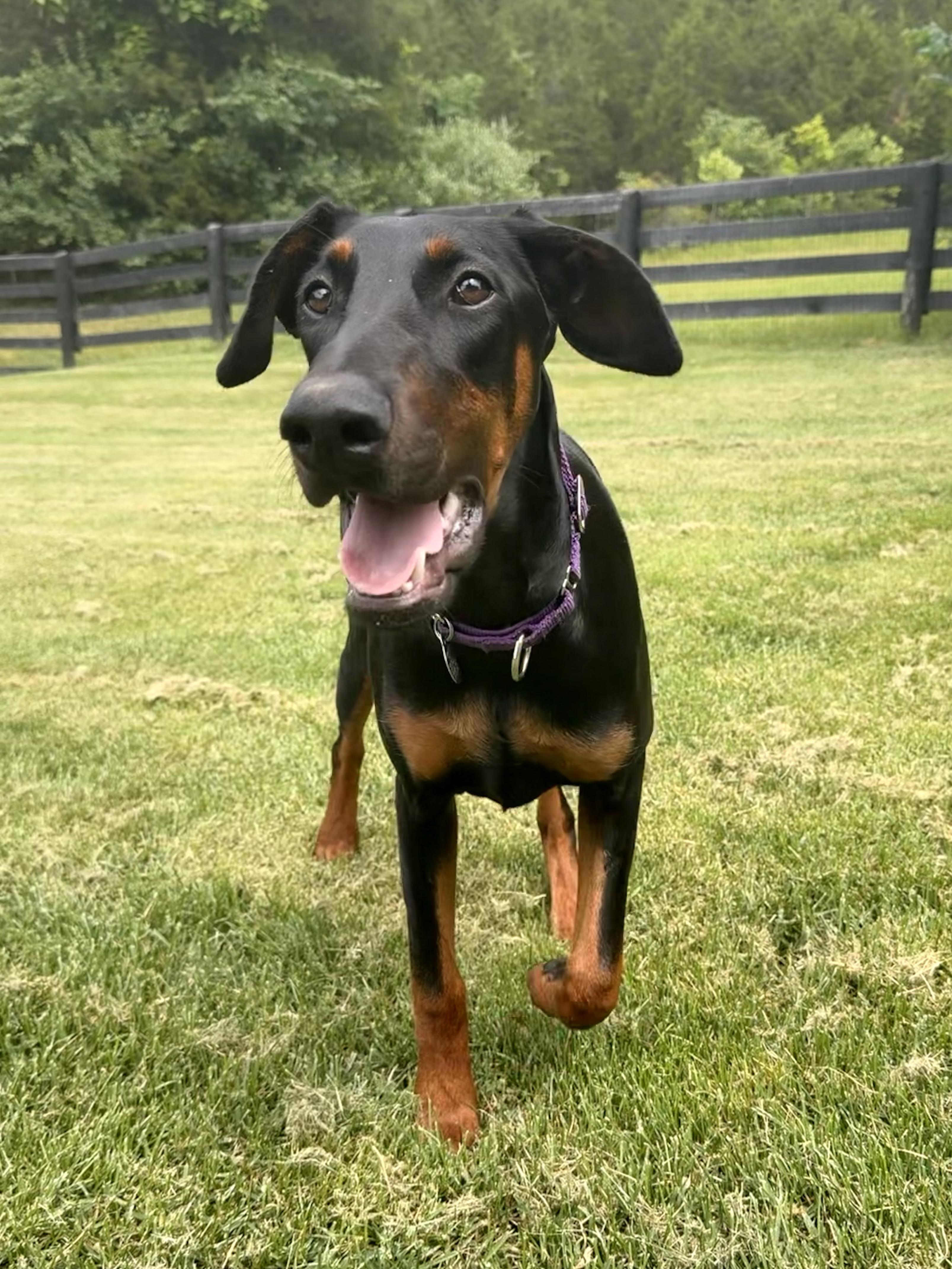 Enlarge Kitty, a ADOPTABLE Doberman Pinscher in Louisville, KY image 3/6