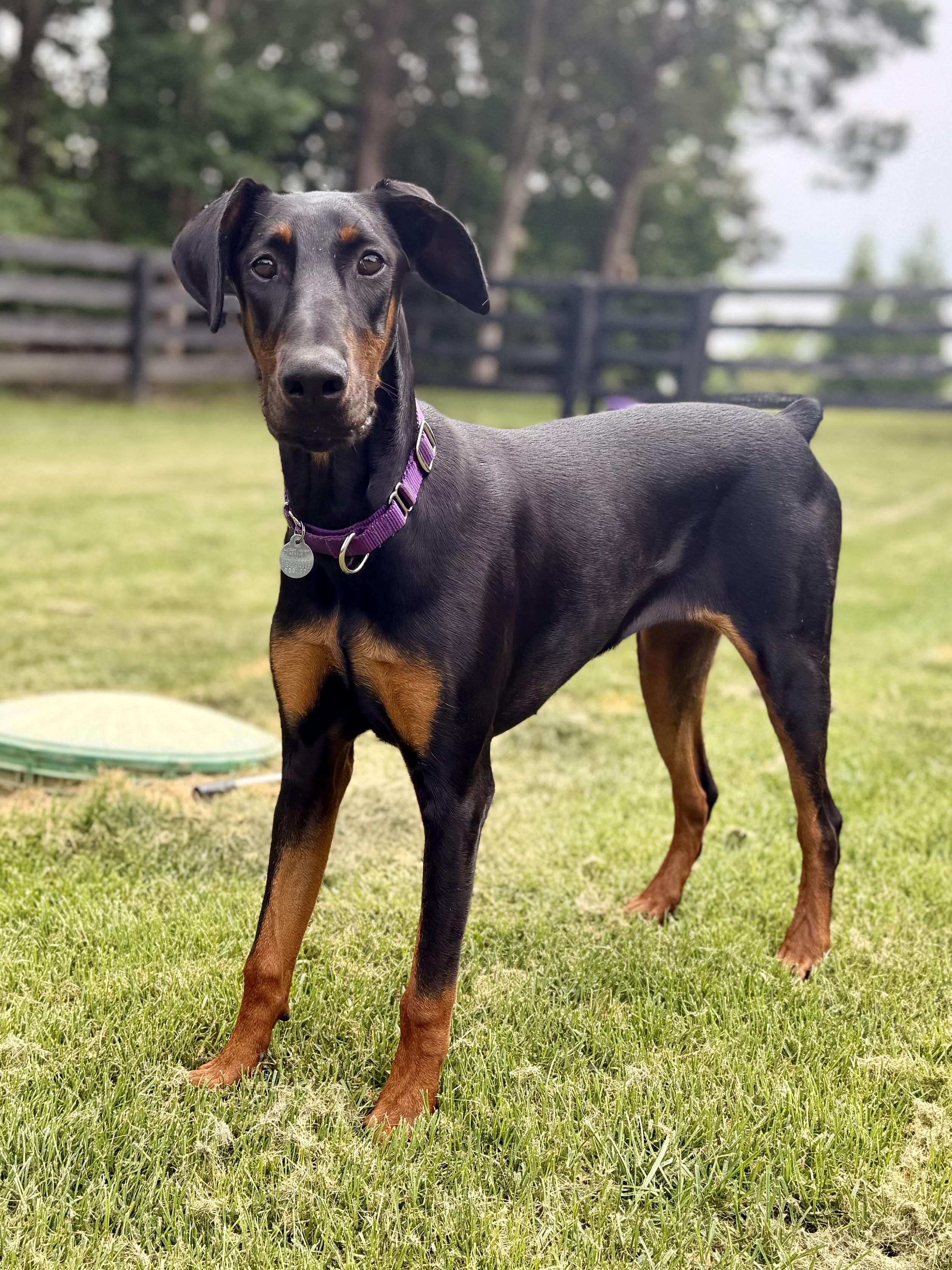 Kitty, ADOPTABLE, Young Female Doberman Pinscher.