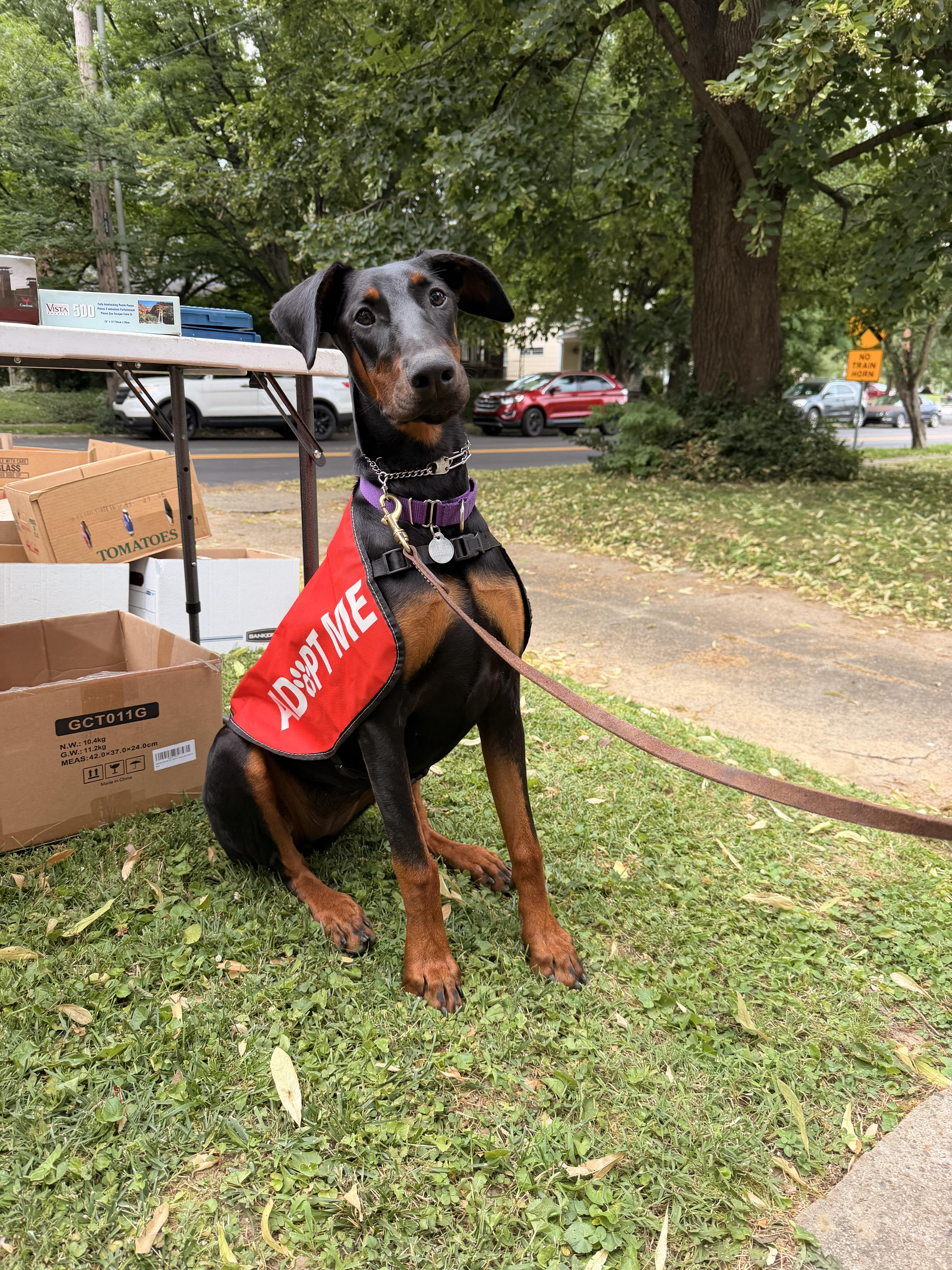 Enlarge Kitty, a ADOPTABLE Doberman Pinscher in Louisville, KY image 6/6