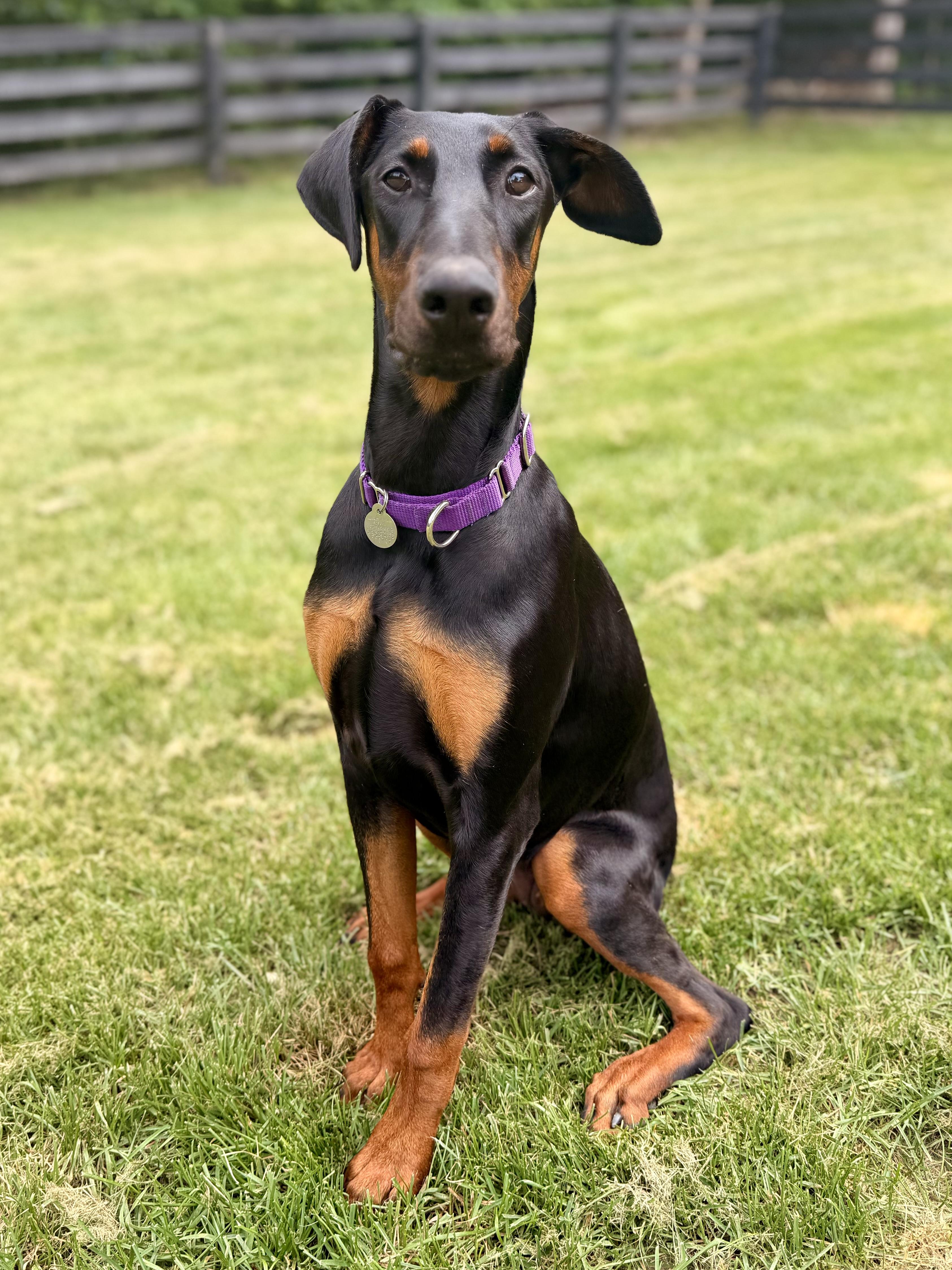 Enlarge Kitty, a ADOPTABLE Doberman Pinscher in Louisville, KY image 5/6