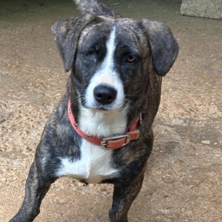 Enlarge LOLA FAITH "I believe in us." (Currently in Puerto Rico), a Adoptable mixed breed in New York, NY image 1/4