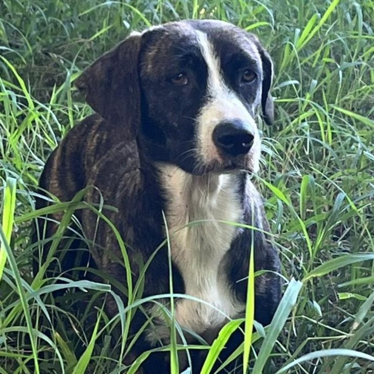 Enlarge LOLA FAITH "I believe in us." (Currently in Puerto Rico), a Adoptable mixed breed in New York, NY image 2/4