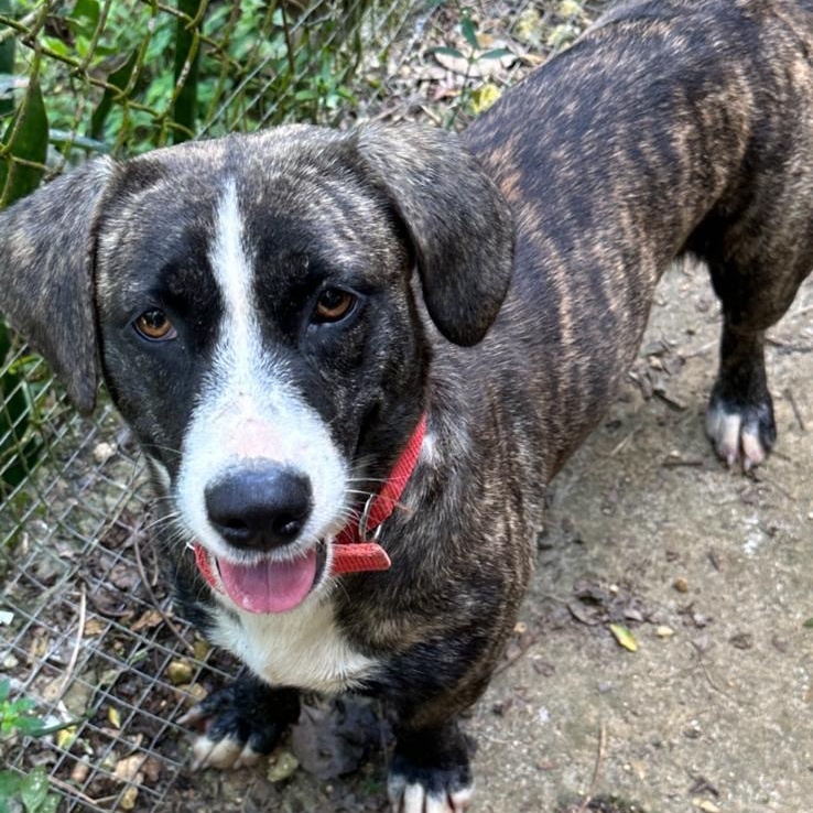 Enlarge LOLA FAITH "I believe in us." (Currently in Puerto Rico), a Adoptable mixed breed in New York, NY image 4/4