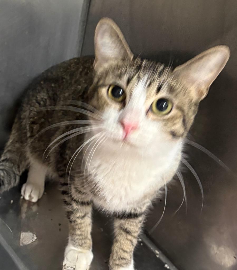Sky, Adoptable, Young Female Domestic Short Hair.