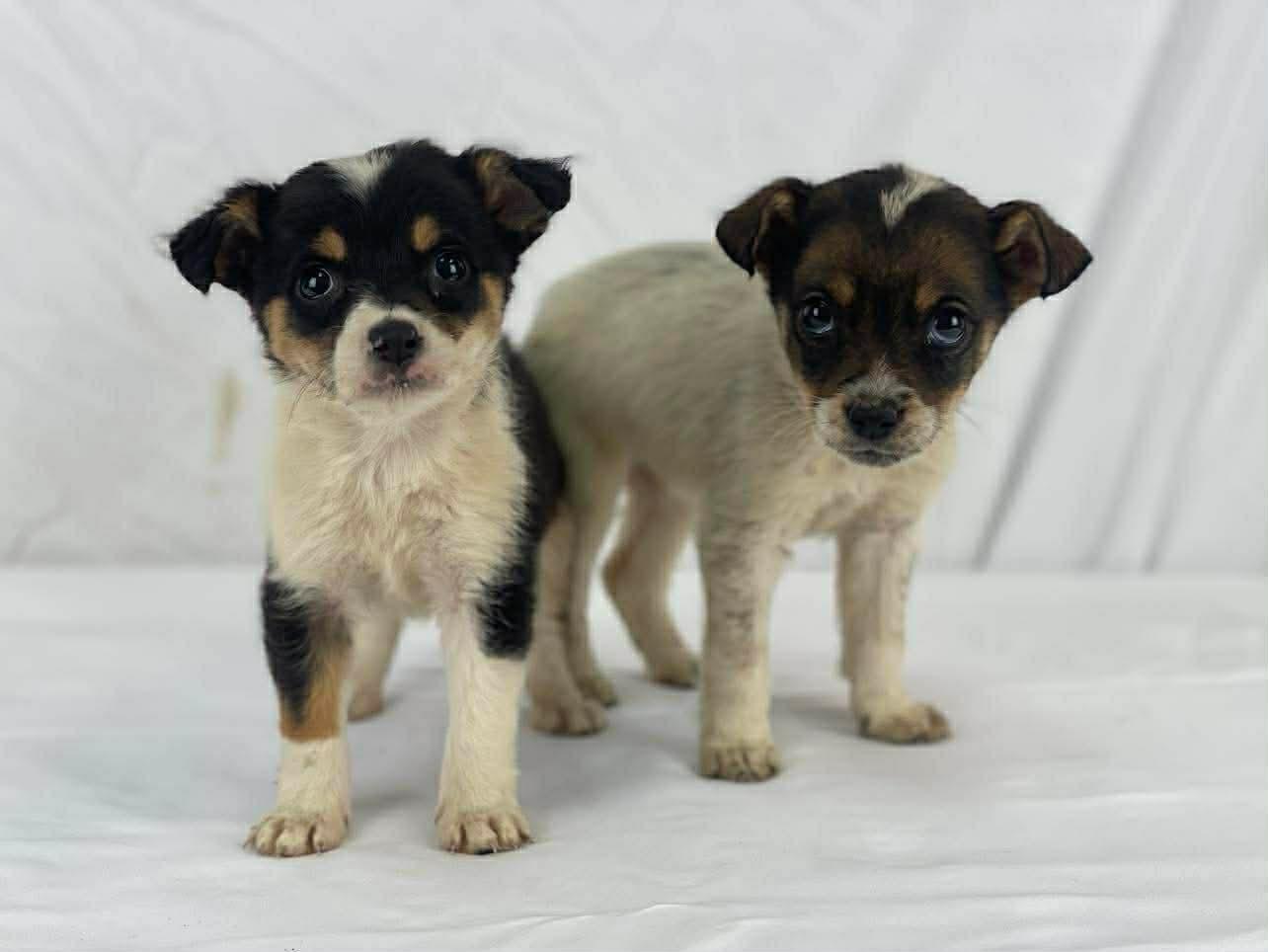 Enlarge Deena the tiny mixed breed puppy, a Adoptable mixed breed in Muskego, WI image 3/3