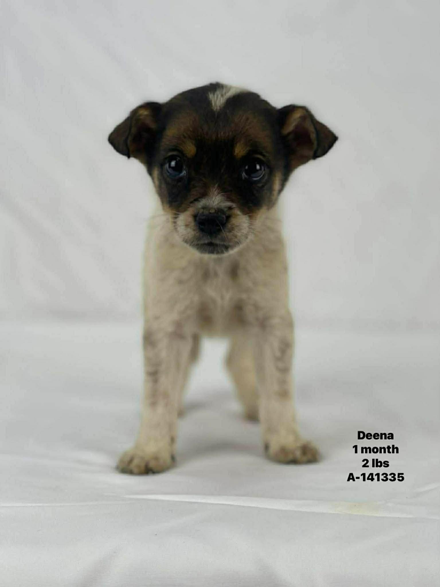 Deena the tiny mixed breed puppy, Adoptable, Puppy Female Chihuahua & Toy Fox Terrier.