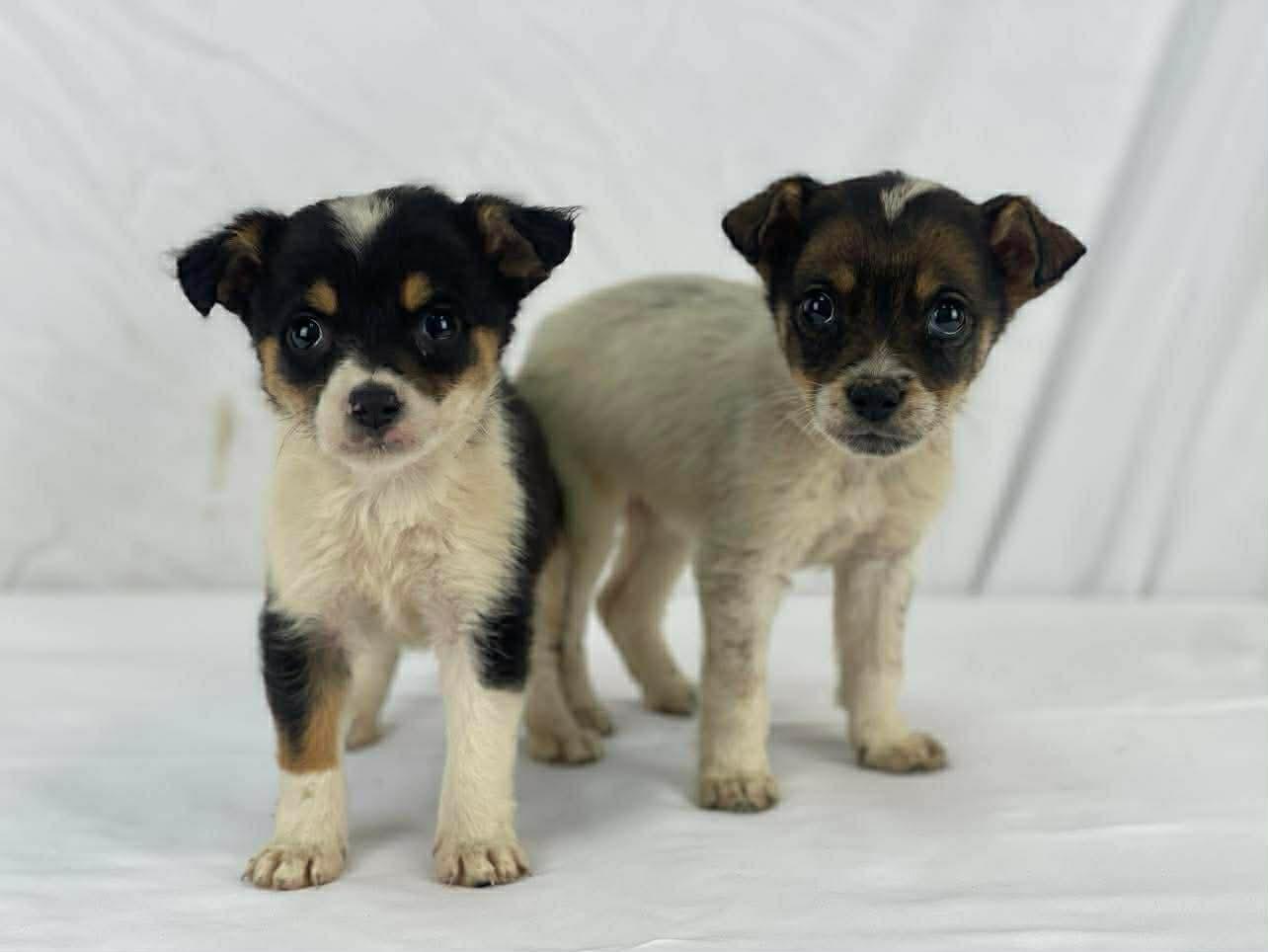 Enlarge Deena the tiny mixed breed puppy, a Adoptable mixed breed in Muskego, WI image 2/3