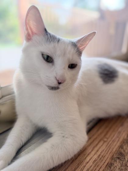 Enlarge Chanteuse, a ADOPTABLE Domestic Short Hair in Downers Grove, IL image 1/3