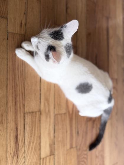 Enlarge Chanteuse, a ADOPTABLE Domestic Short Hair in Downers Grove, IL image 3/3