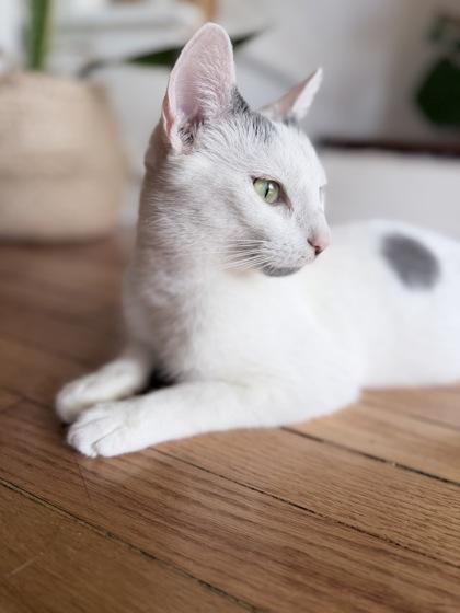 Enlarge Chanteuse, a ADOPTABLE Domestic Short Hair in Downers Grove, IL image 2/3