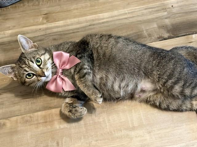 GEMINI, Adoptable, Adult Female Domestic Short Hair.