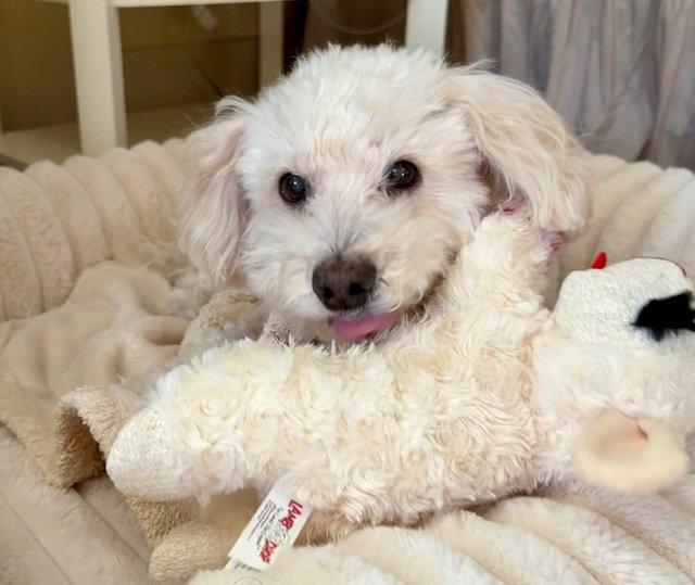 Enlarge Benny - Loving Senior, a Adoptable mixed breed in Oakhurst, NJ image 1/3