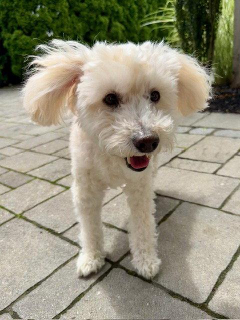 Enlarge Benny - Loving Senior, a Adoptable mixed breed in Oakhurst, NJ image 2/3