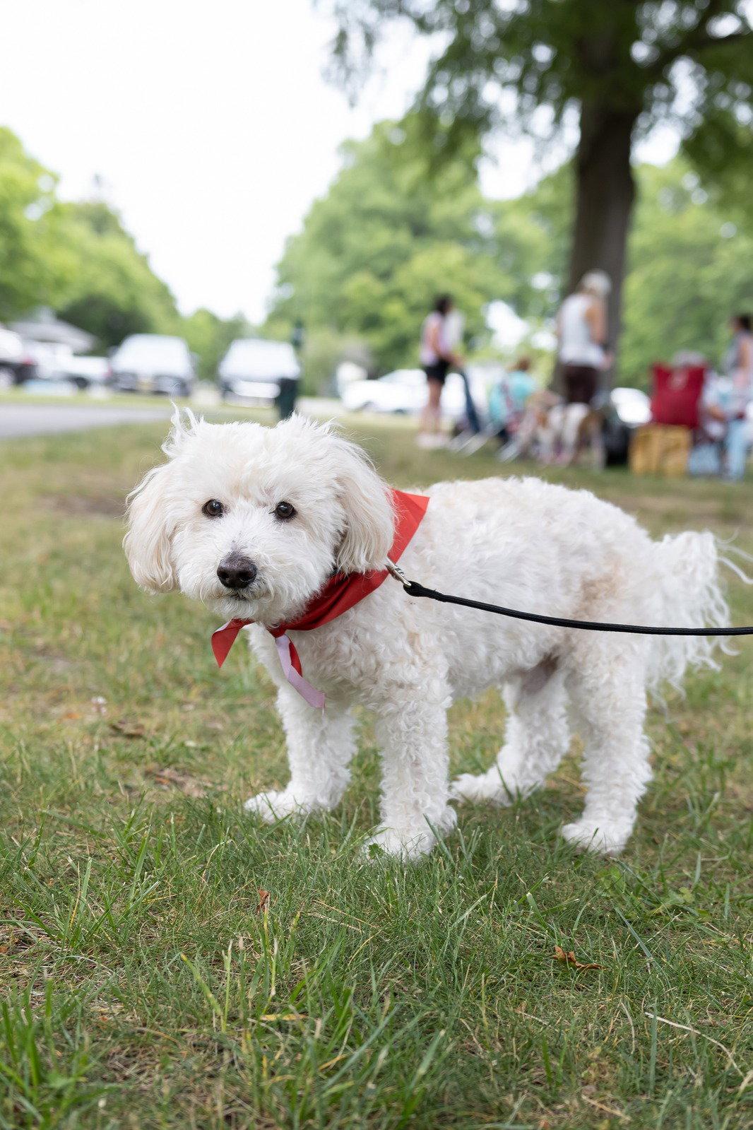 Enlarge Benny - Loving Senior, a Adoptable mixed breed in Oakhurst, NJ image 3/3