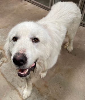 Sam, Adult Male Great Pyrenees