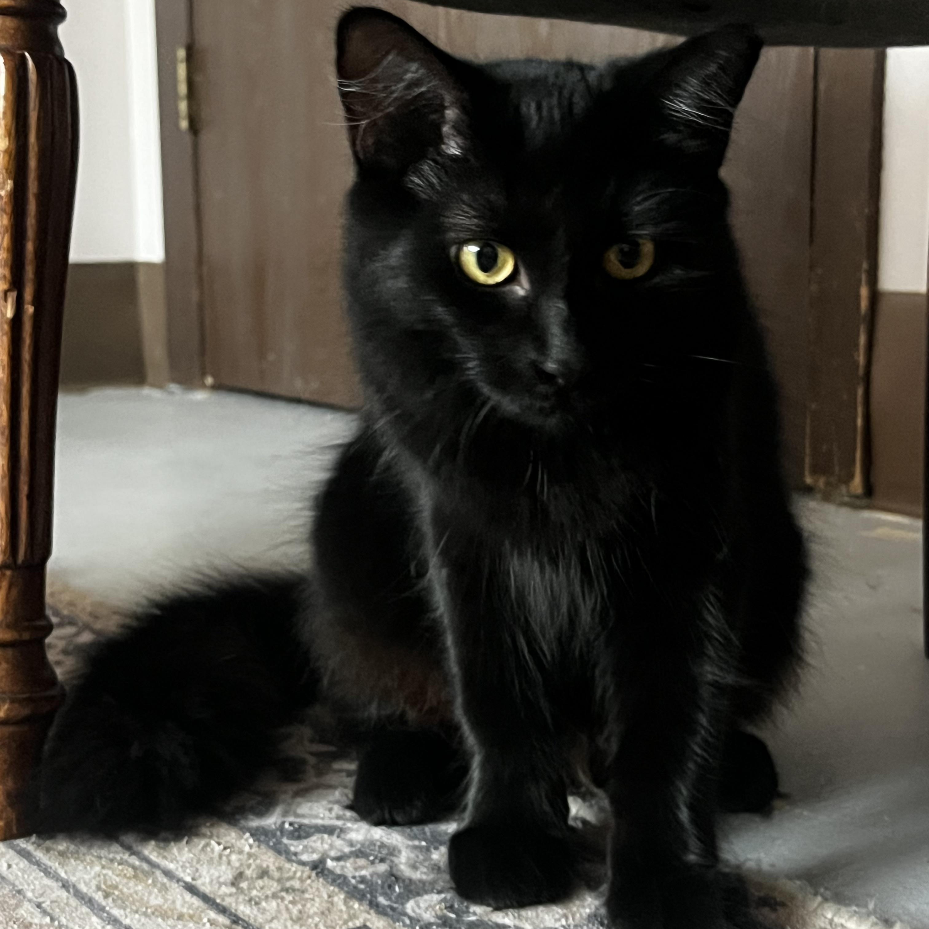 Enlarge Fuzzy, a Adoptable Domestic Long Hair in Grosse Ile, MI image 1/2