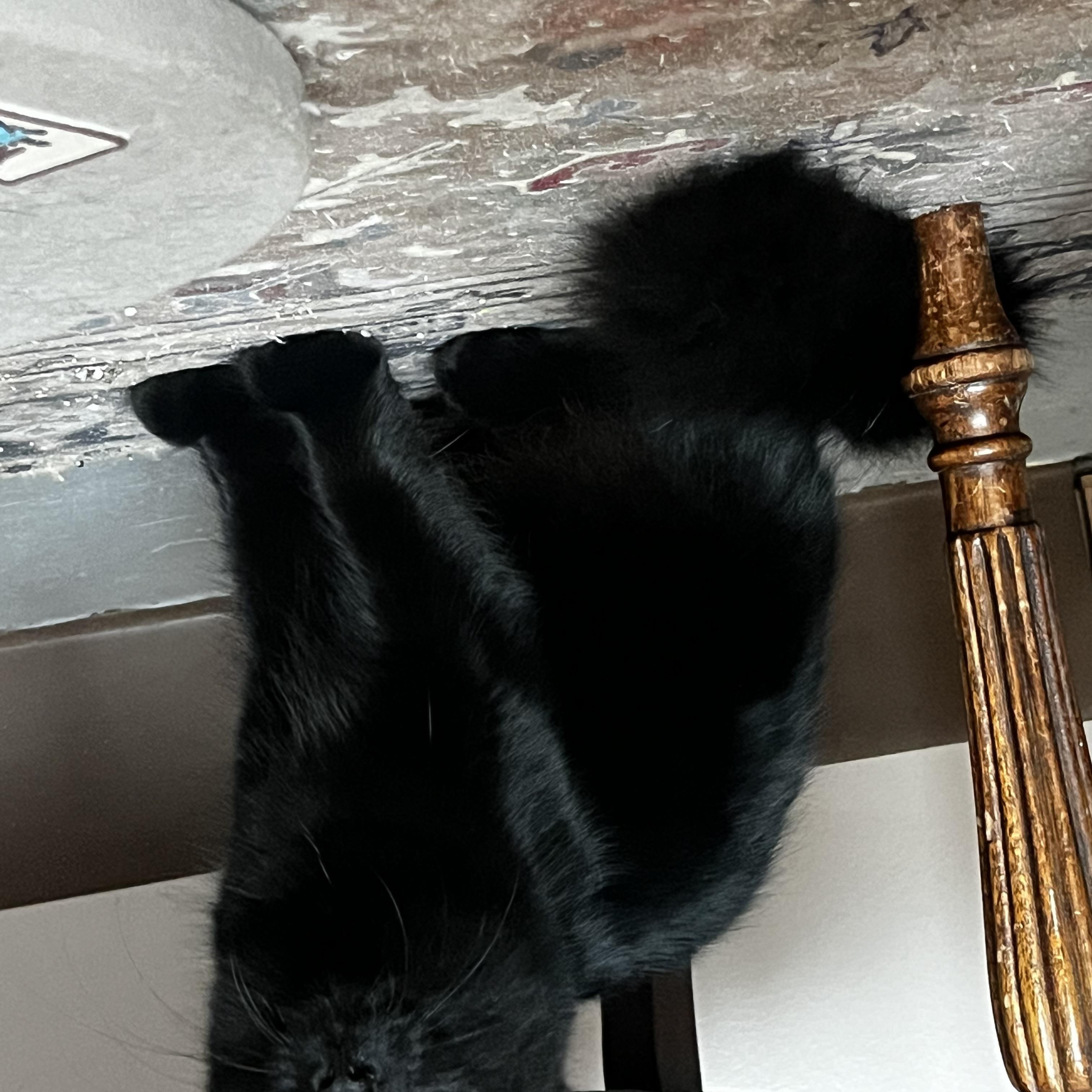 Enlarge Fuzzy, a Adoptable Domestic Long Hair in Grosse Ile, MI image 2/2