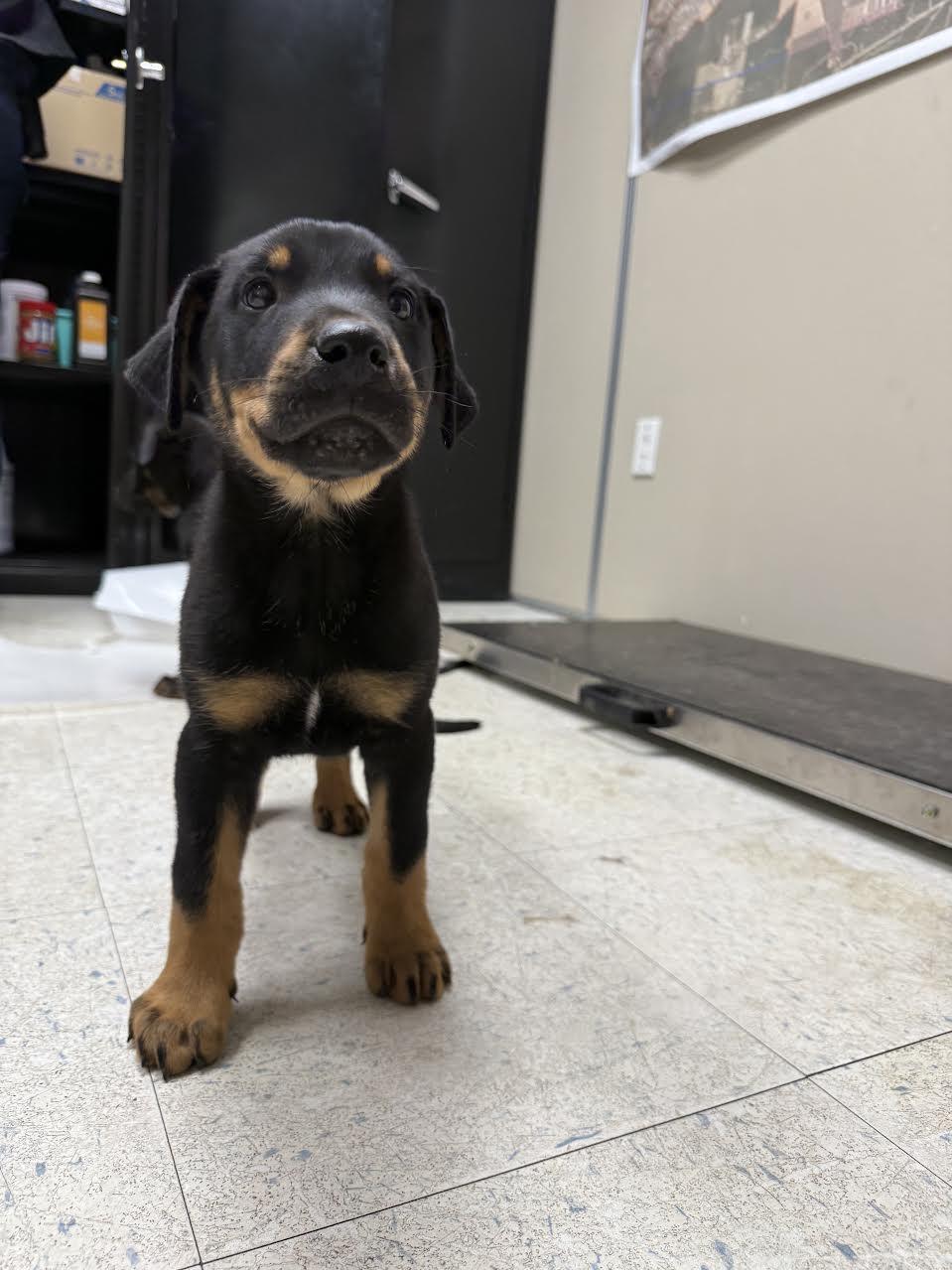 Enlarge Hopper, a ADOPTABLE mixed breed in Oakdale, CA image 1/1