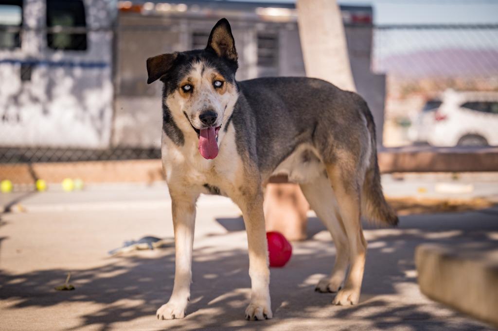 Enlarge Bruno, a Adoptable Husky in Twentynine Palms, CA image 1/6