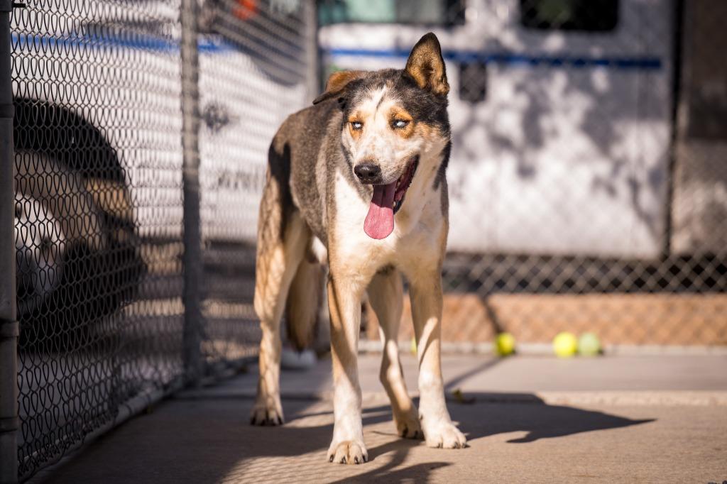 Enlarge Bruno, a Adoptable Husky in Twentynine Palms, CA image 1/6