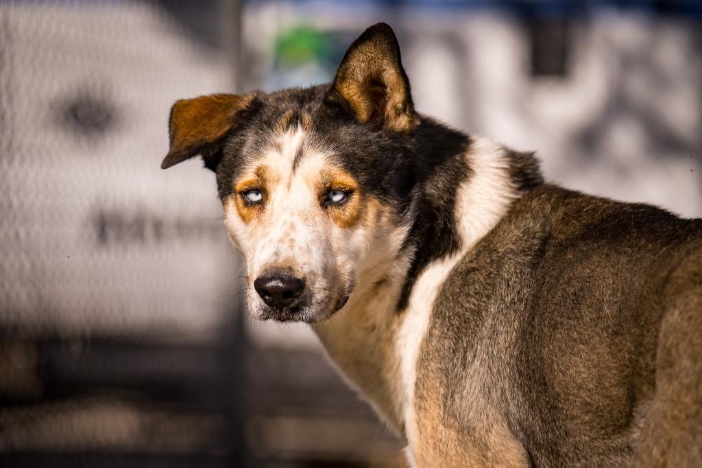 Enlarge Bruno, a Adoptable Husky in Twentynine Palms, CA image 2/6