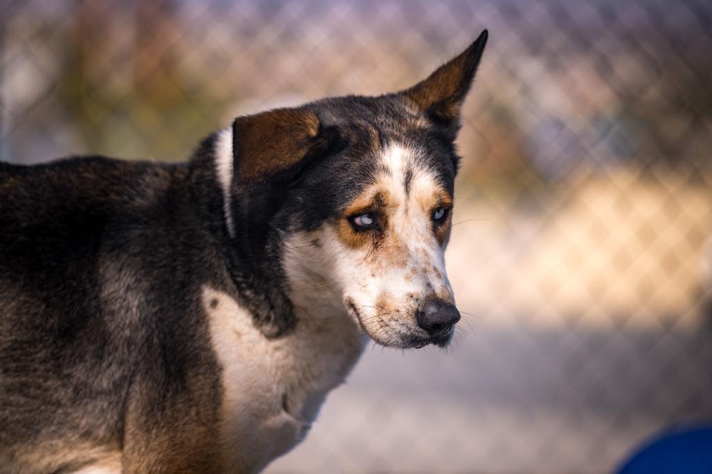 Enlarge Bruno, a Adoptable Husky in Twentynine Palms, CA image 2/6