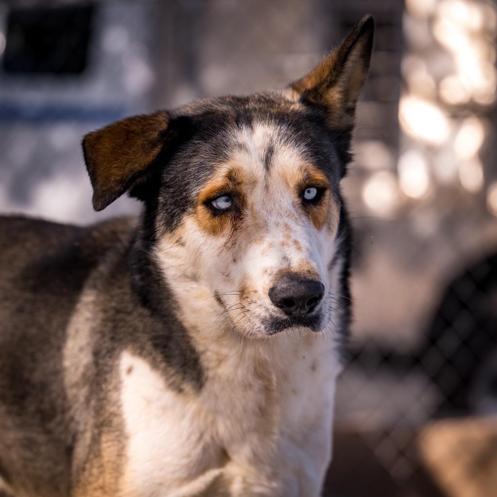 Enlarge Bruno, a Adoptable Husky in Twentynine Palms, CA image 4/6