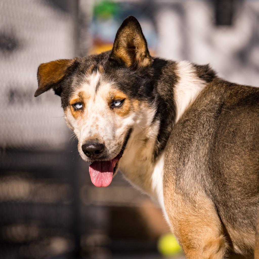 Enlarge Bruno, a Adoptable Husky in Twentynine Palms, CA image 5/6
