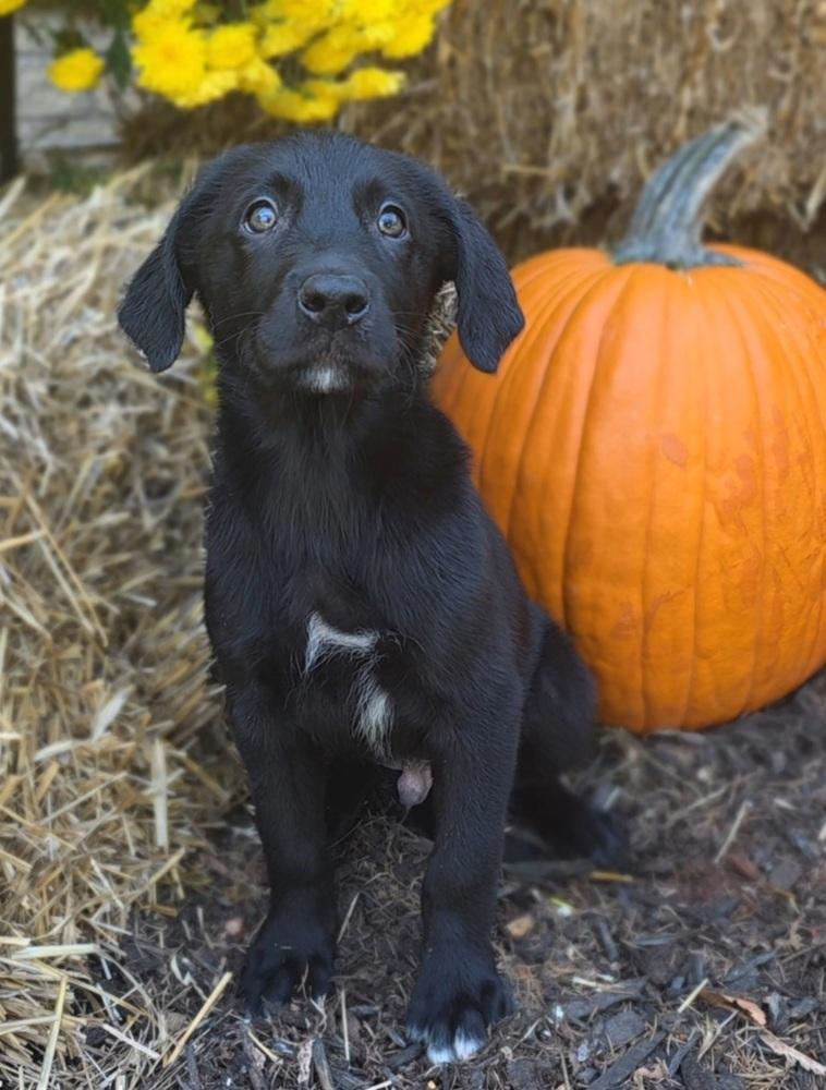 Enlarge Bronx, a Adopted mixed breed in Oakland, MI image 1/3