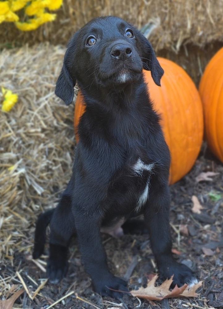 Bronx, Adopted, Puppy Male Labrador Retriever & Golden Retriever.