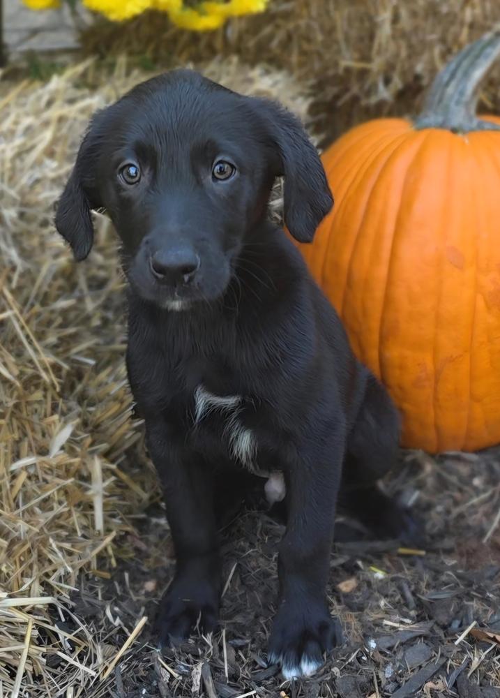 Enlarge Bronx, a Adopted mixed breed in Oakland, MI image 3/3