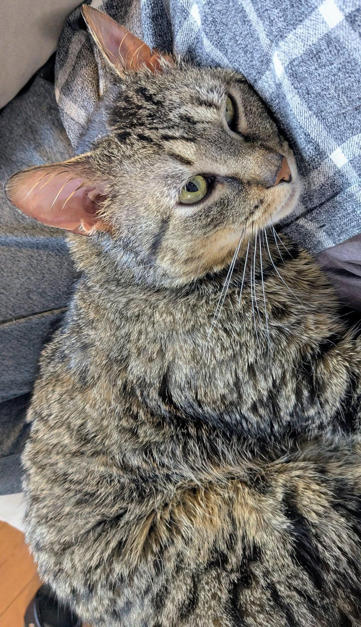 Enlarge Simon, a Adoptable Tabby in Orleans, ON image 1/3