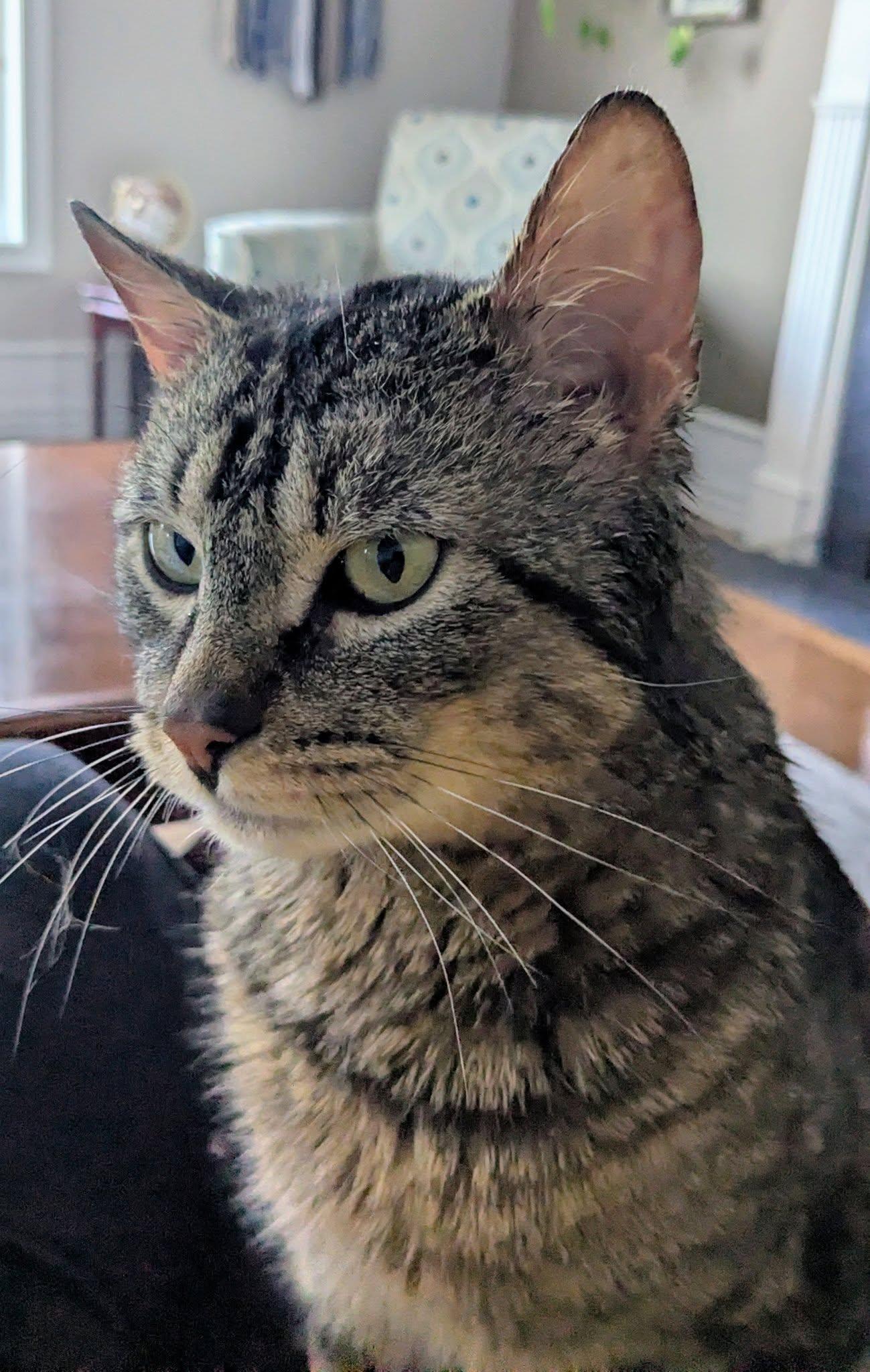 Enlarge Simon, a Adoptable Tabby in Orleans, ON image 2/3