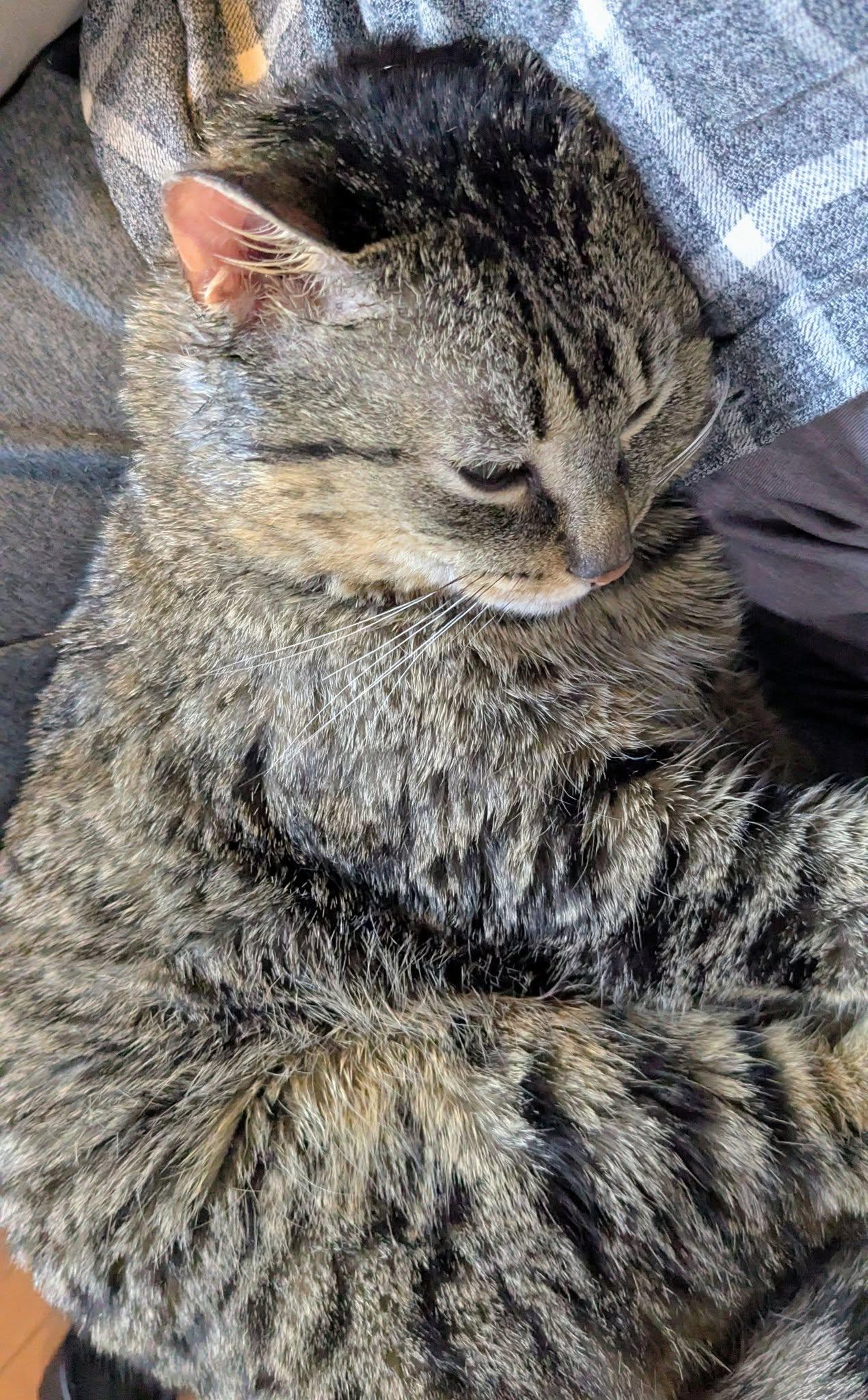 Enlarge Simon, a Adoptable Tabby in Orleans, ON image 3/3