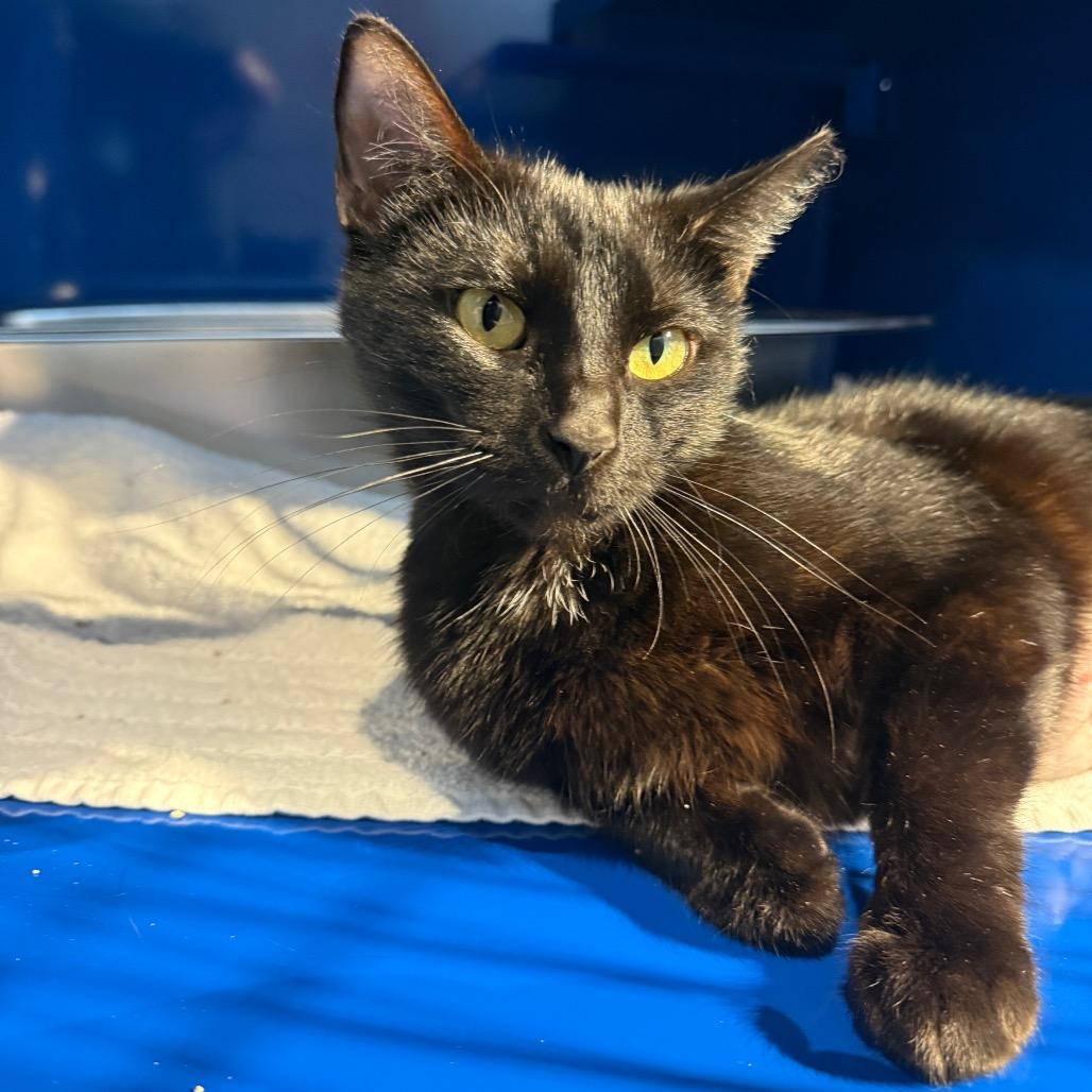 Gossamer, a Adoptable Domestic Short Hair in Incline Village, NV image 1/4