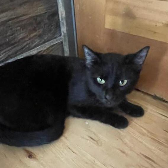 Gossamer, a Adoptable Domestic Short Hair in Incline Village, NV image 2/4