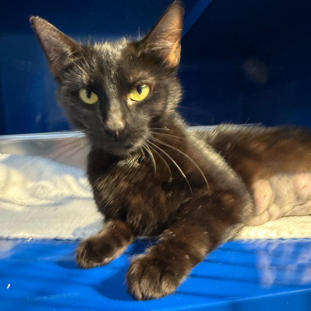 Gossamer, Adoptable, Young Female Domestic Short Hair.