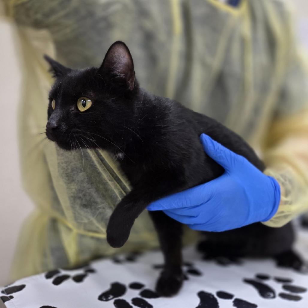 Gossamer, a Adoptable Domestic Short Hair in Incline Village, NV image 3/4