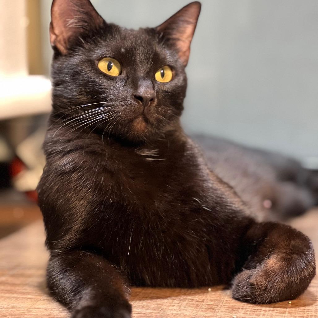 Enlarge Gossamer, a Adoptable Domestic Short Hair in Incline Village, NV image 3/4