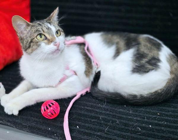 Cypress, Adoptable, Young Female Domestic Short Hair & Tabby.