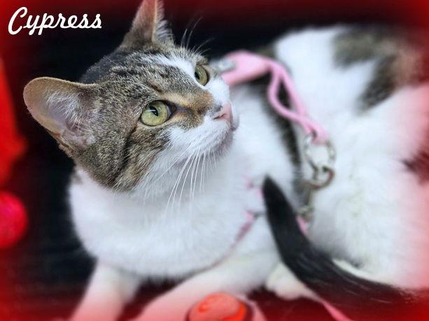 Enlarge Cypress, a Adoptable mixed breed in Anaheim Hills, CA image 3/3