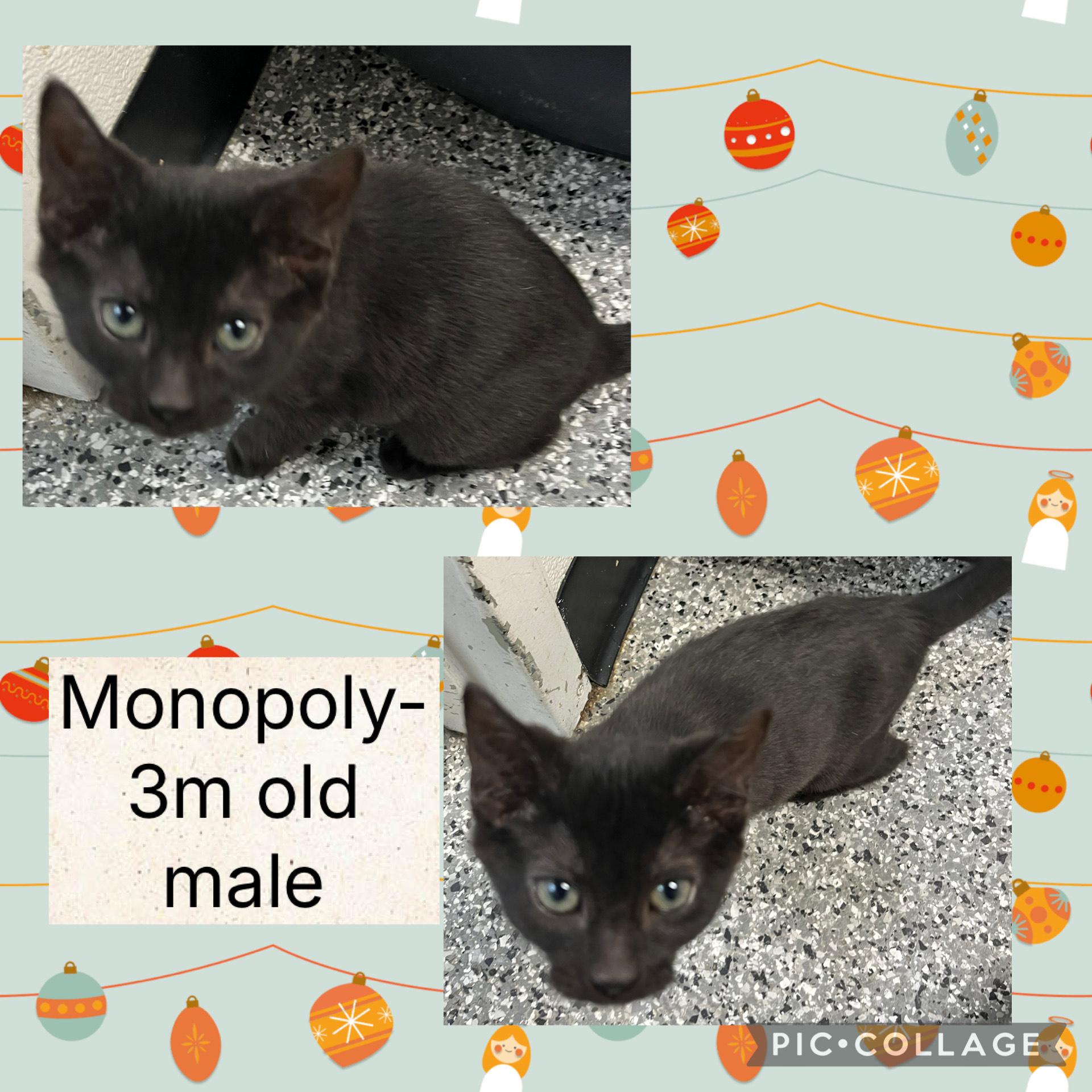 Enlarge Monopoly, a ADOPTABLE Domestic Short Hair in Bryan, OH image 1/1