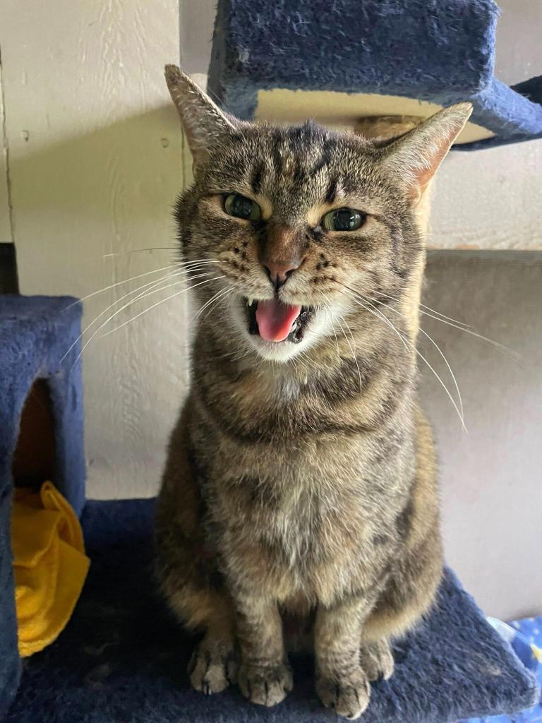 Uma Furman, Adoptable, Senior Female Domestic Short Hair.