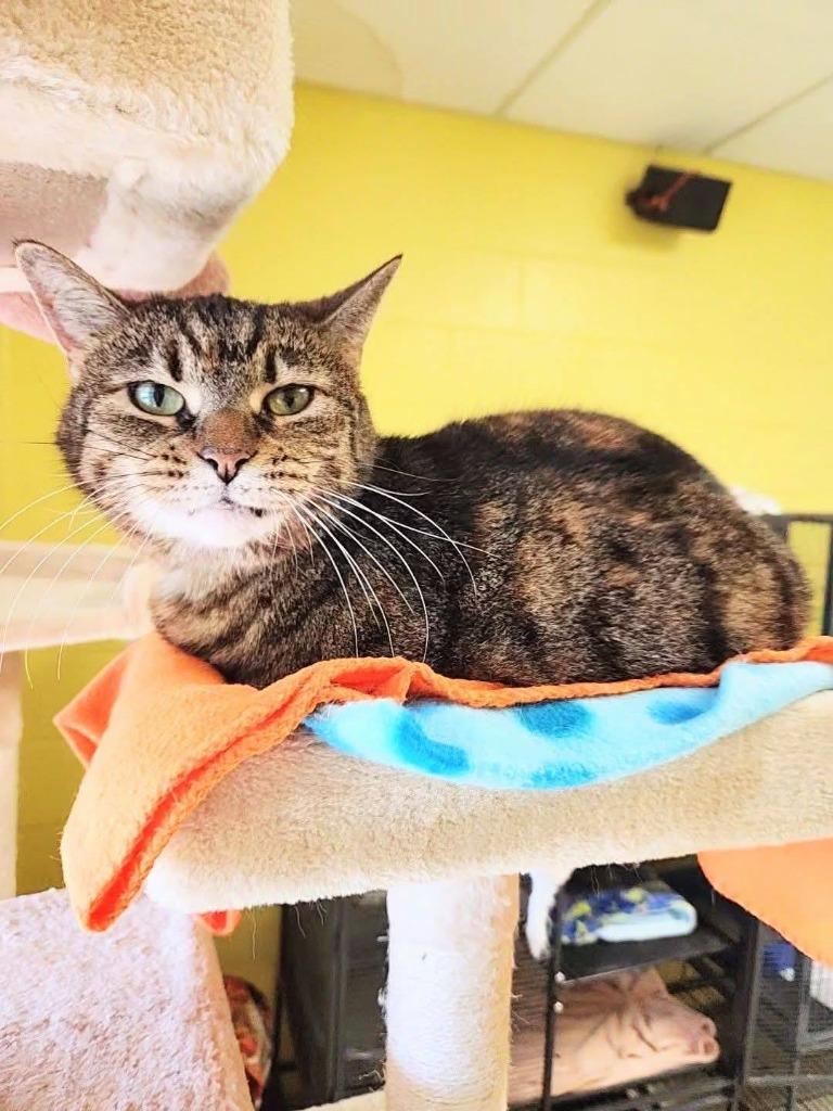 Uma Furman, Adoptable, Senior Female Domestic Short Hair.