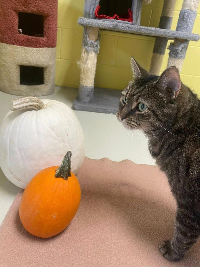 Enlarge Uma Furman, a Adoptable mixed breed in Hamilton, OH image 3/5