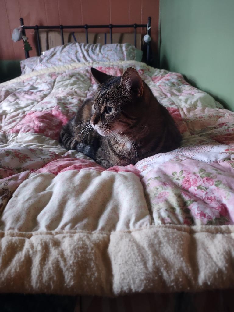 Enlarge Uma Furman, a Adoptable mixed breed in Hamilton, OH image 5/5