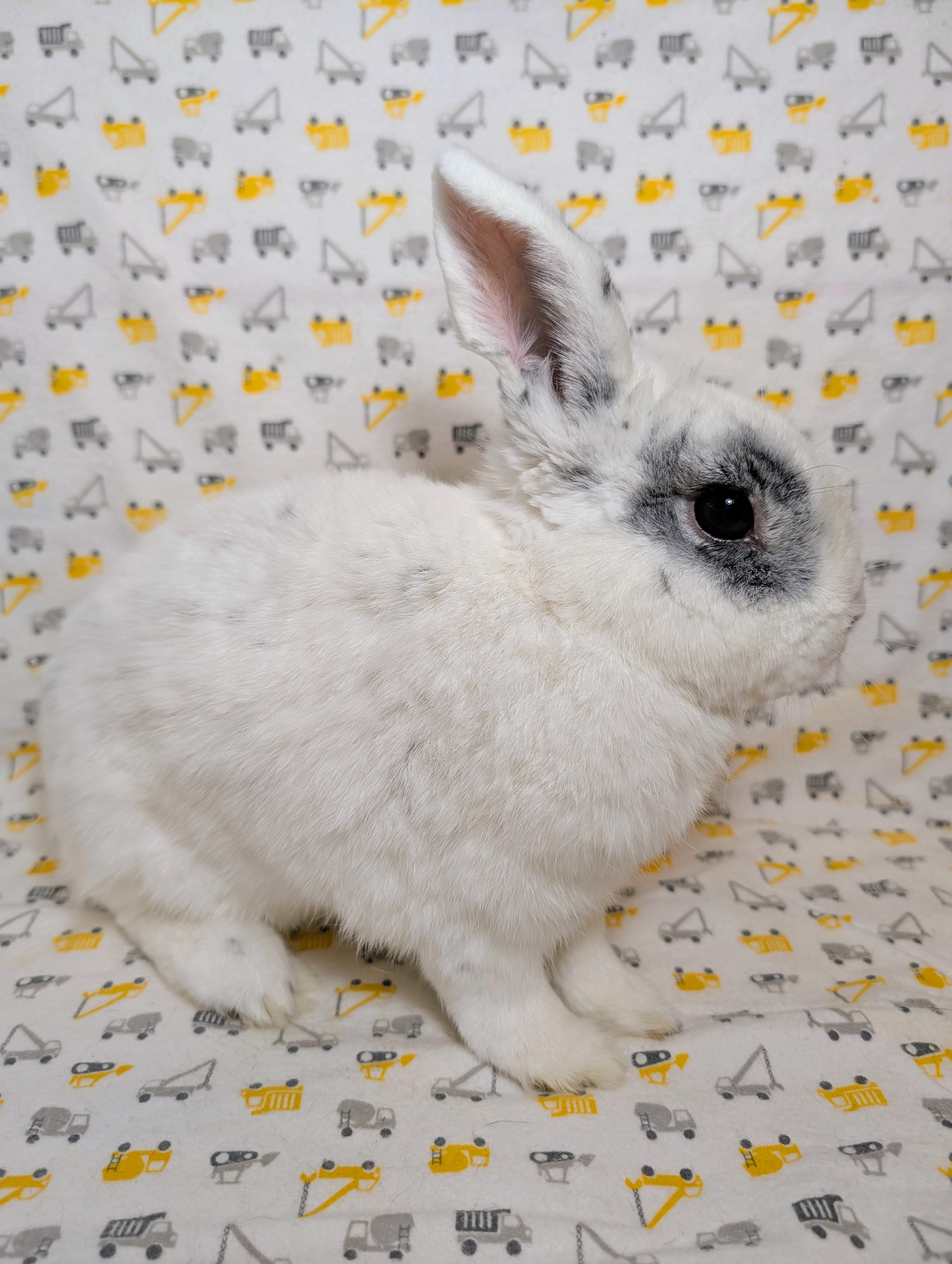 Enlarge Freddy, an adopted Bunny Rabbit in Lake Elsinore, CA image 2/5