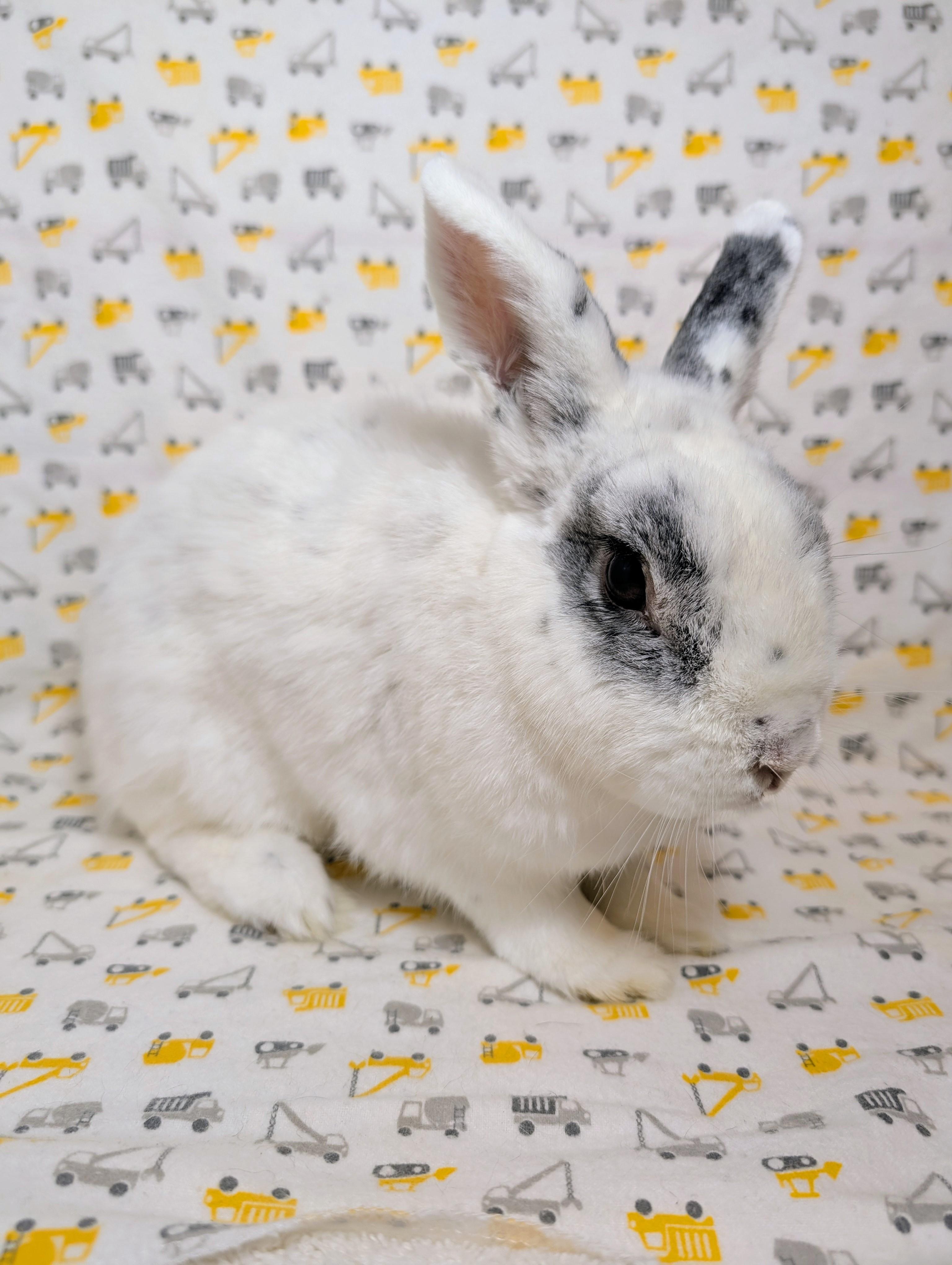 Enlarge Freddy, an adopted Bunny Rabbit in Lake Elsinore, CA image 3/5